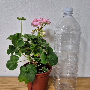 제라늄 여름의숨결