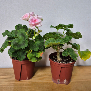 제라늄 2종 꾸비돈, 다나에