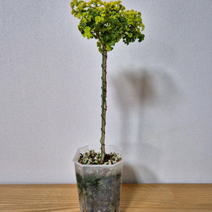 제라늄 시스썬버스트 외목대