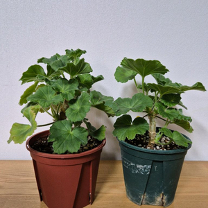 제라늄 2종 봄볕, 다나에