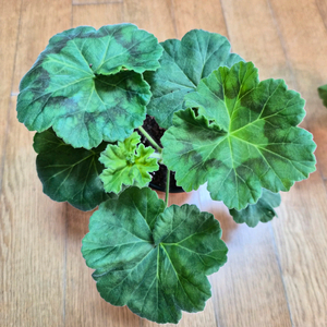 uv14.21러시아 제라늄