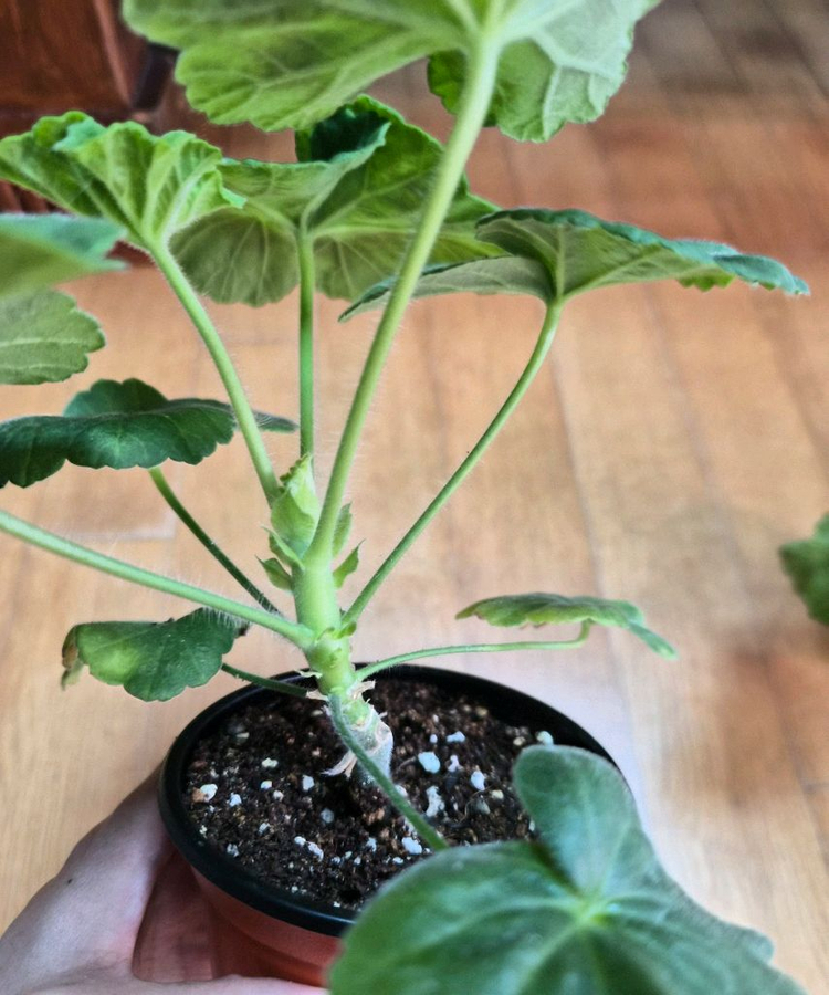 uv14.21러시아 제라늄--1