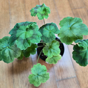 IV나의 선택 러시아제라늄