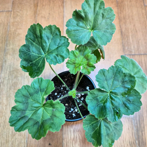 귀족부인 러시아제라늄