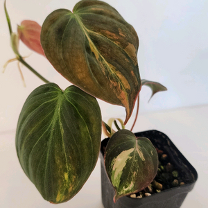 핑크 미칸 바리에가타