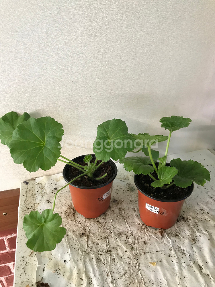 UV다나에 핑크판도라 러 유 제라늄--0