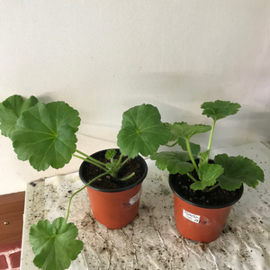 UV다나에 핑크판도라 러 유 제라늄