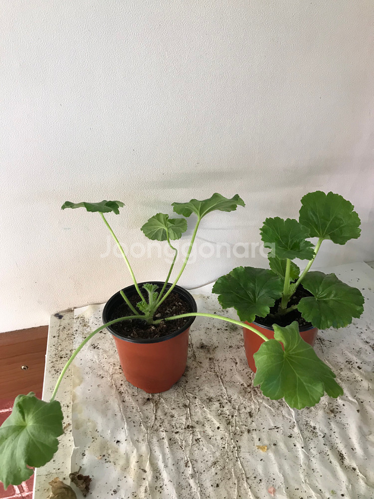 UV다나에 핑크판도라 러 유 제라늄--1