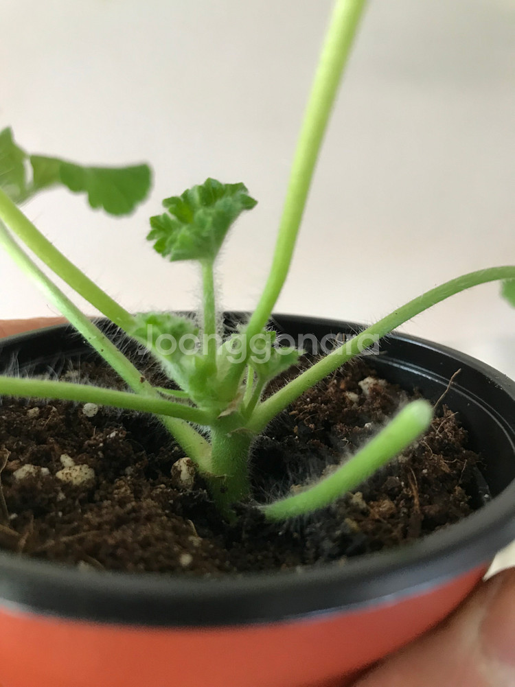 UV다나에 핑크판도라 러 유 제라늄--2