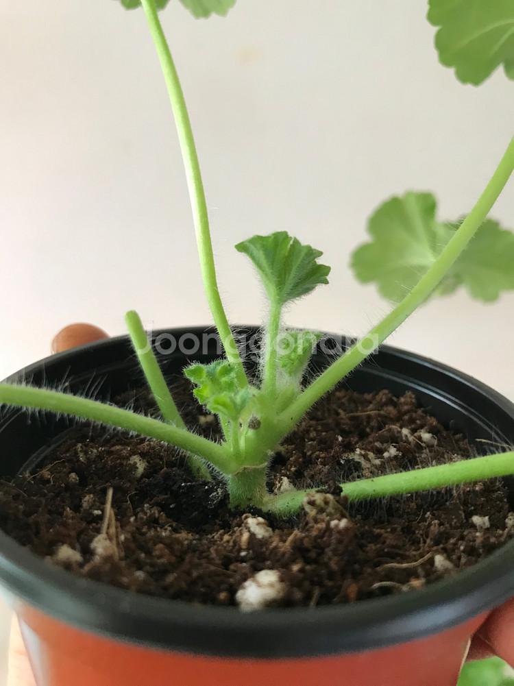 UV다나에 핑크판도라 러 유 제라늄--3