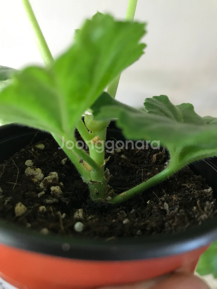 UV다나에 핑크판도라 러 유 제라늄--4