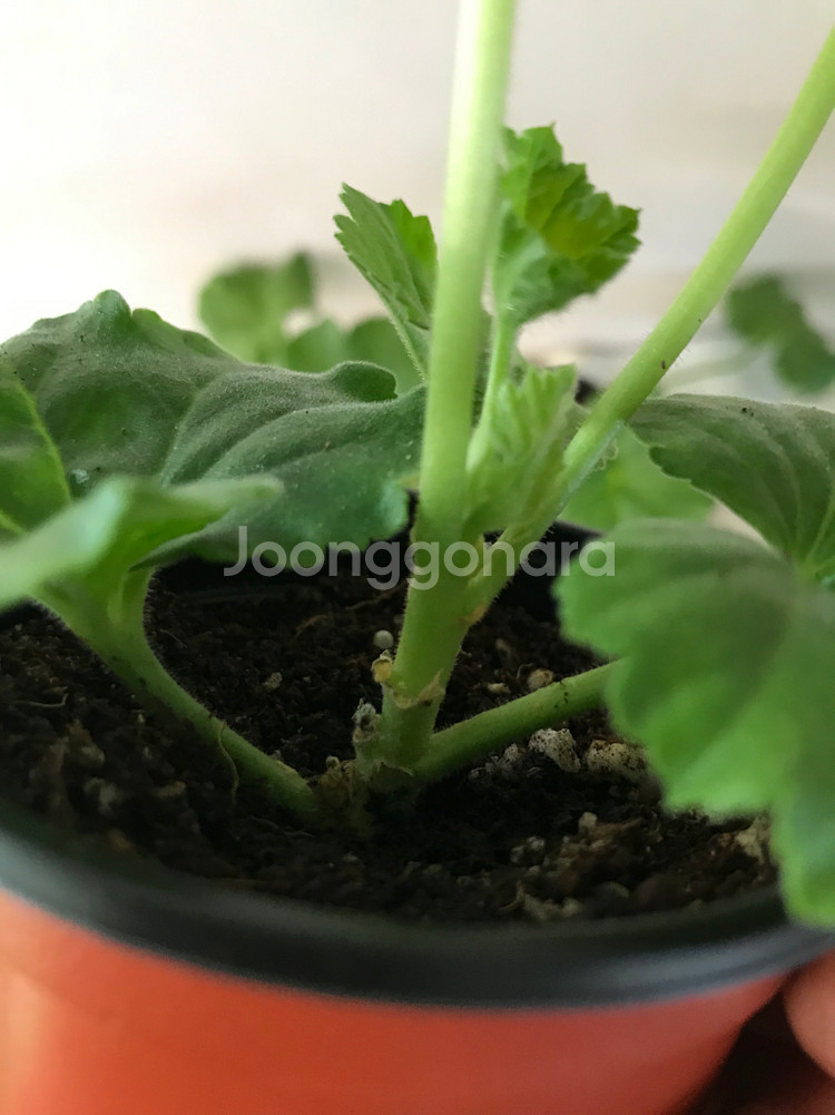 UV다나에 핑크판도라 러 유 제라늄--5