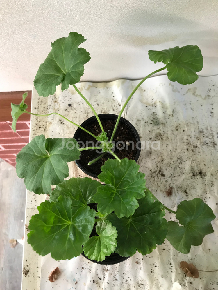 UV다나에 핑크판도라 러 유 제라늄--6