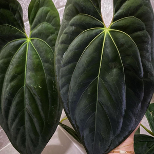 안스리움 갤럭시