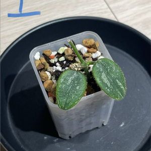 호야 톰소니 실버(3개체)