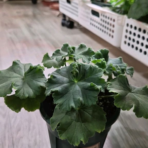 제라늄. ug카자츠카