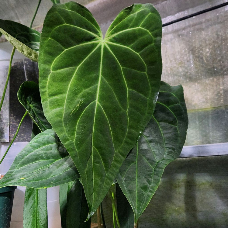 안스리움 파필하브 파필 다크폼--4