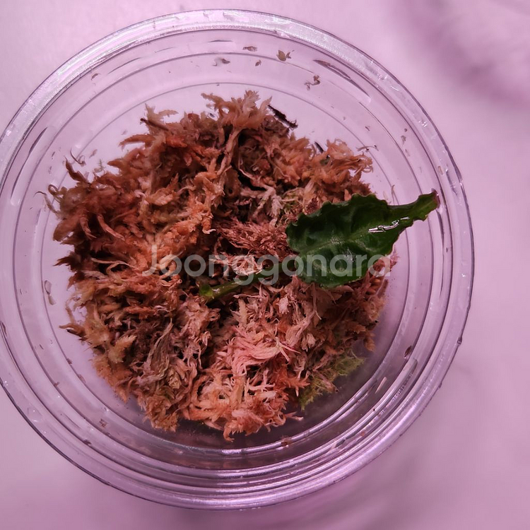 안스리움 에콰제네라 크리스탈리넘 실버 클론--0