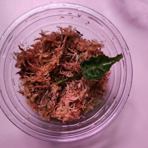 안스리움 에콰제네라 크리스탈리넘 실버 클론