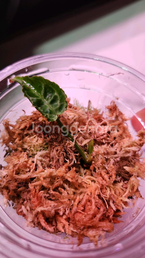 안스리움 에콰제네라 크리스탈리넘 실버 클론--1