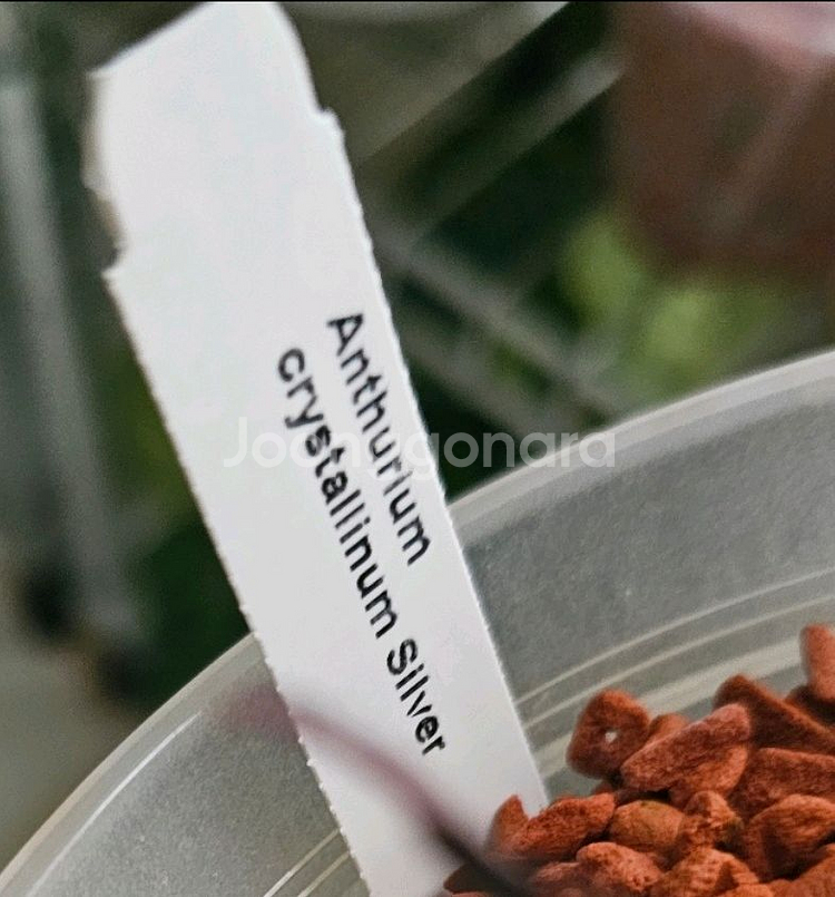 안스리움 에콰제네라 크리스탈리넘 실버 클론--2