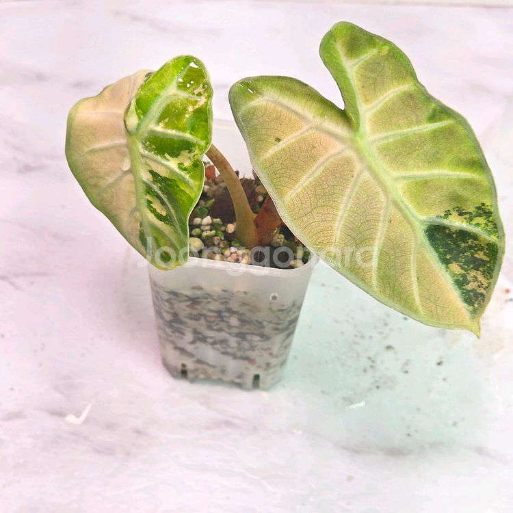 알로카시아 하트벌룬 핑크화이트(알로x안스x)--0