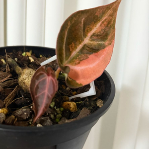 안스리움 레드크리스탈리넘 하브바리(선셋)