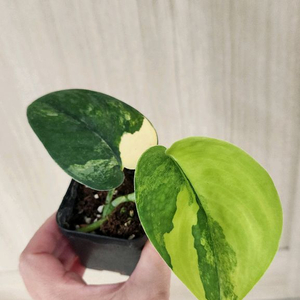 스킨답서스 제이드샤틴바리에가타