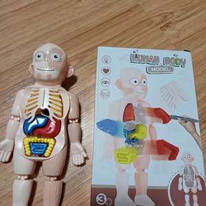 사람 모형 장기 의학 장난감 교구