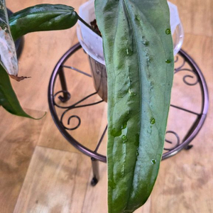 안스리움 블라투스