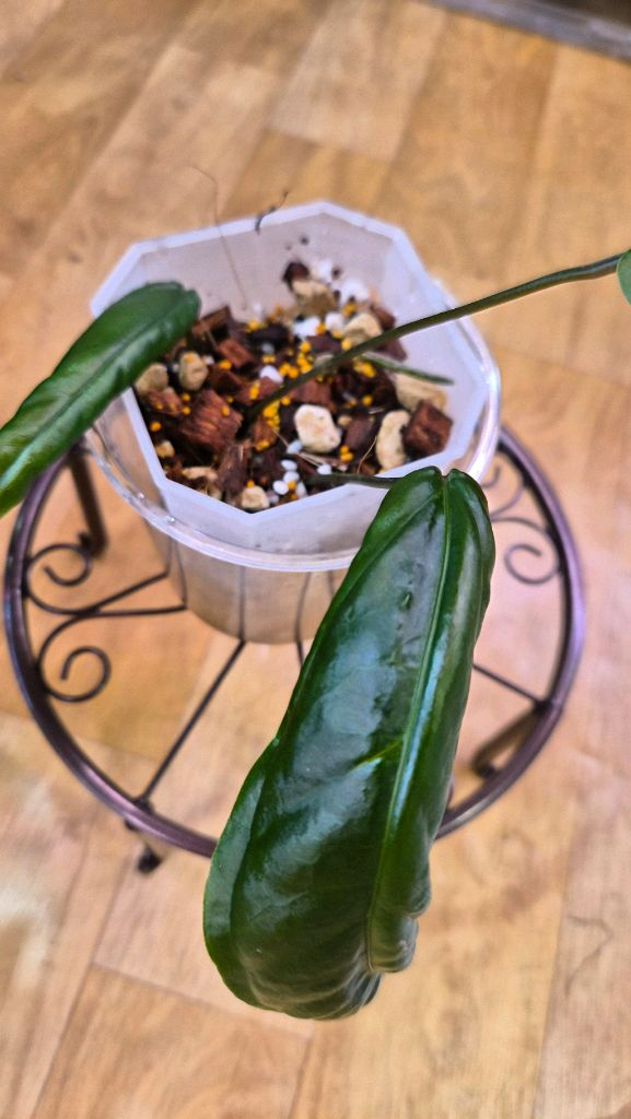 안스리움 블라투스--1