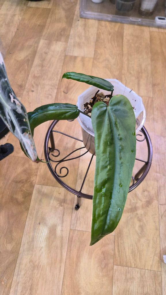 안스리움 블라투스--2