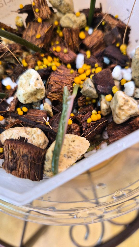 안스리움 블라투스--3