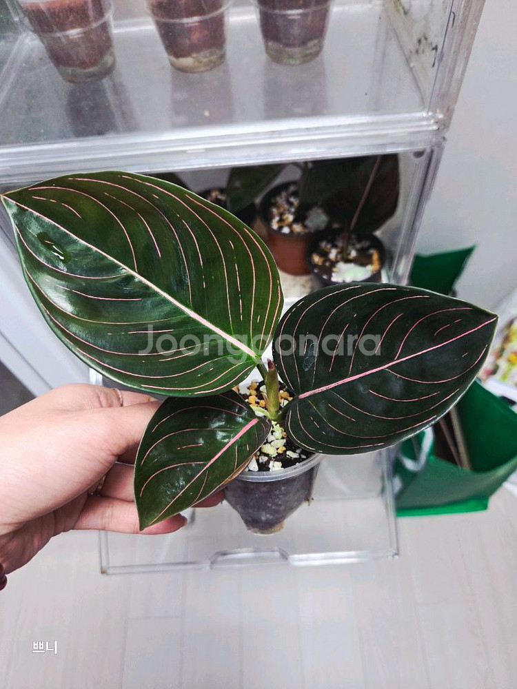 아글라오네마 로툰덤(찐)--0