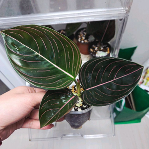 아글라오네마 로툰덤(찐)