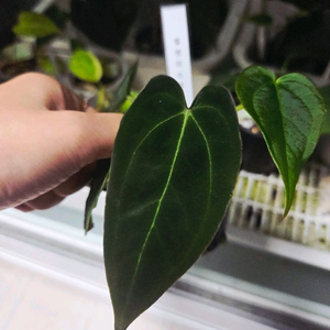 안스리움 벨벳마스크 선별개체