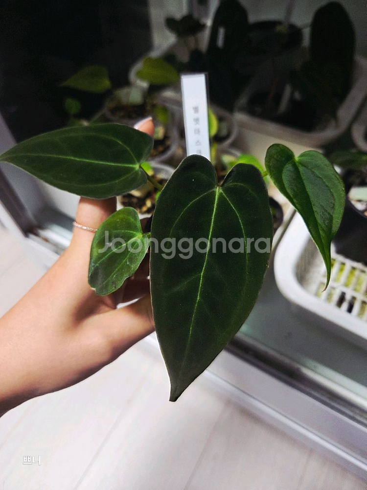 안스리움 벨벳마스크 선별개체--1