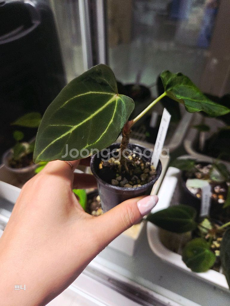 안스리움 벨벳마스크(선별)--0