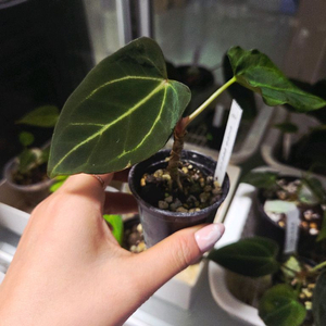 안스리움 벨벳마스크(선별)