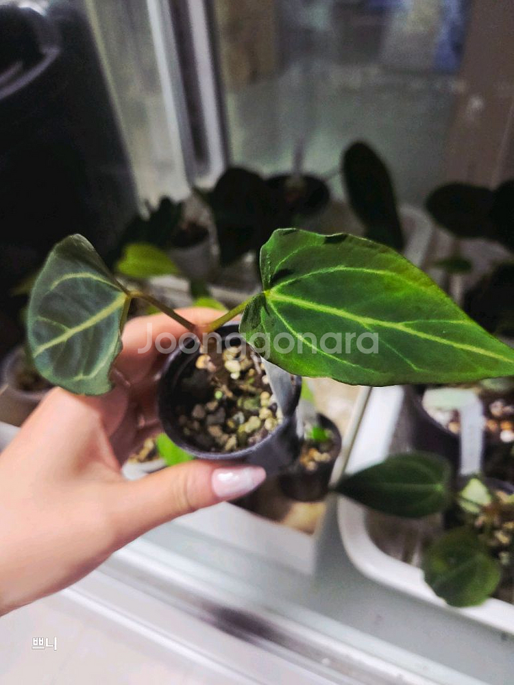 안스리움 벨벳마스크(선별)--1