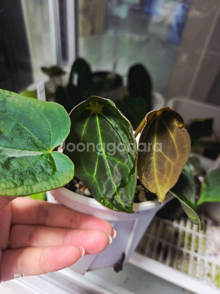 안스리움 벨벳마스크 선별개체--0