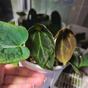 안스리움 벨벳마스크 선별개체