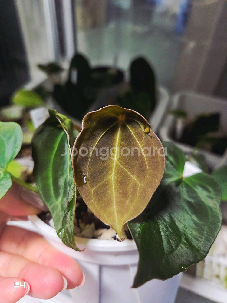 안스리움 벨벳마스크 선별개체--1