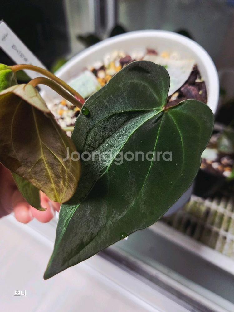 안스리움 벨벳마스크 선별개체--2