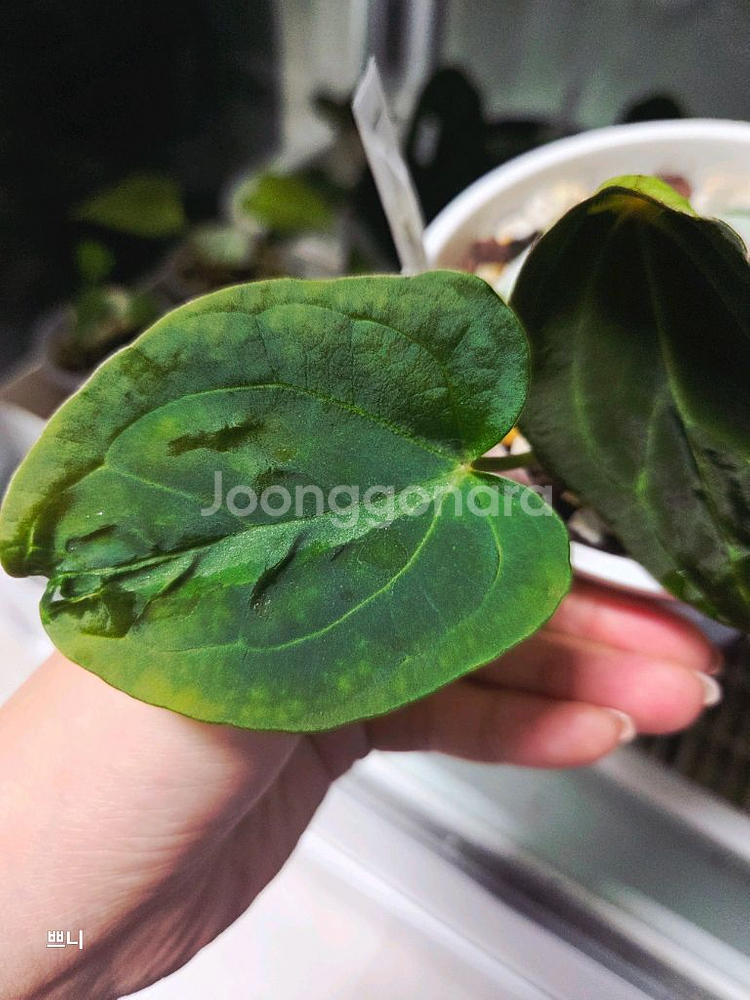 안스리움 벨벳마스크 선별개체--3