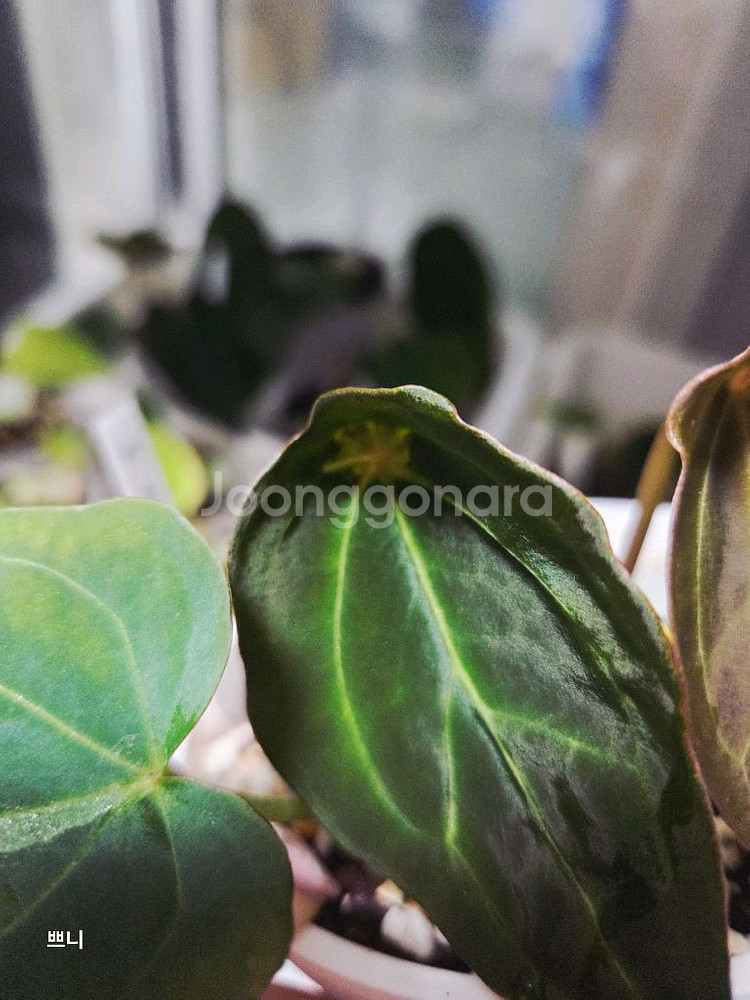 안스리움 벨벳마스크 선별개체--4