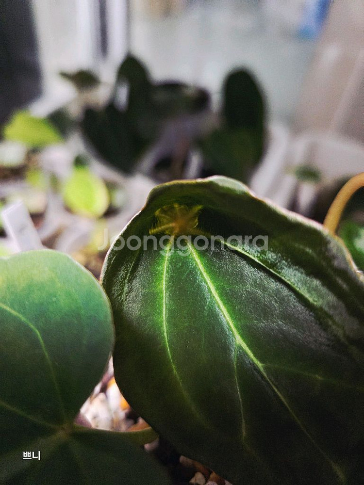 안스리움 벨벳마스크 선별개체--5