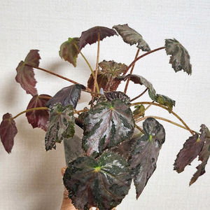 스트로베리크림 베고니아.실습