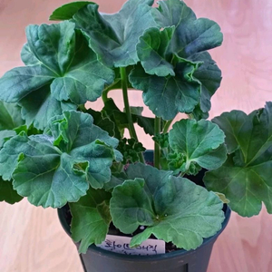 제라늄 화분 IV화이트매직