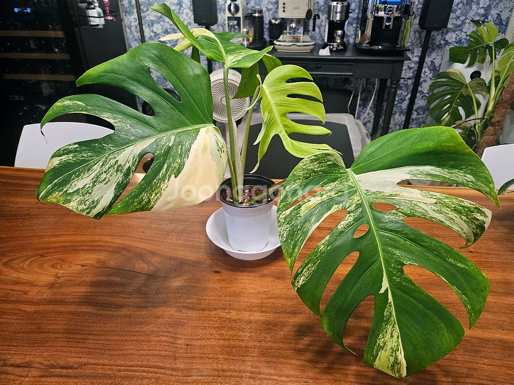 알보몬스테라 잎4장 (2)--0